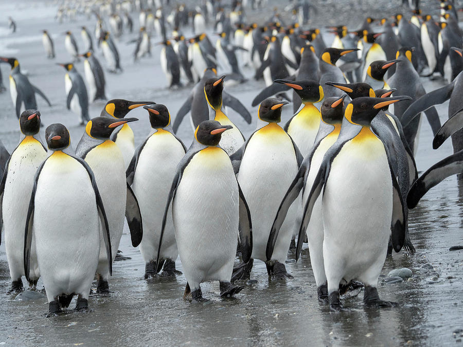 King Penguin Rookery On Salisbury Plain Photograph by Martin Zwick ...