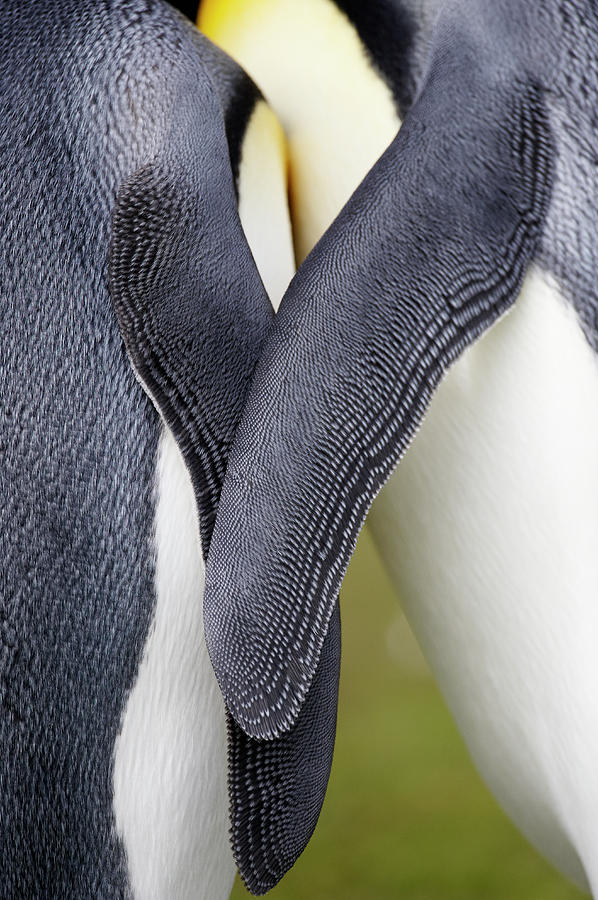 King Penguins Aptenodytes Patagonicus Photograph by Ben Cranke