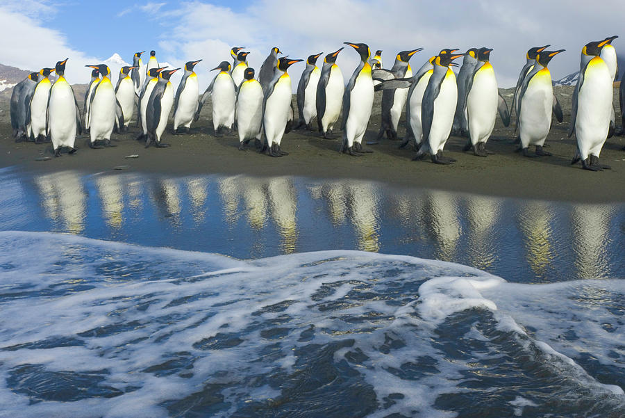 King Penguins Aptenodytes Patagonicus #2 Photograph by Eastcott Momatiuk