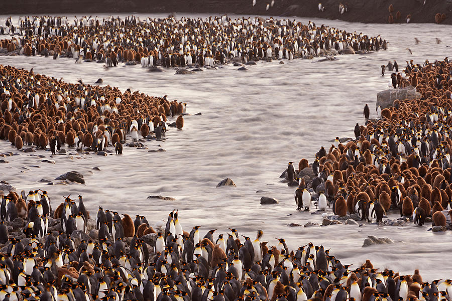 King Penguins, Aptenodytes Patagonicus #2 Photograph by Mint Images - Art Wolfe