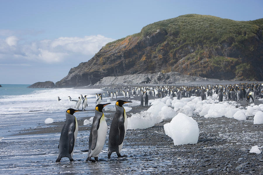 King Penguins Aptenodytes Patagonicus Photograph by Paul Souders