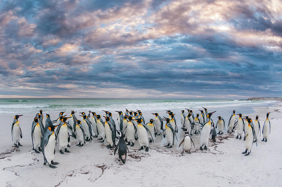 King Penguins On Volunteer Beach #2 Photograph by Tui De Roy