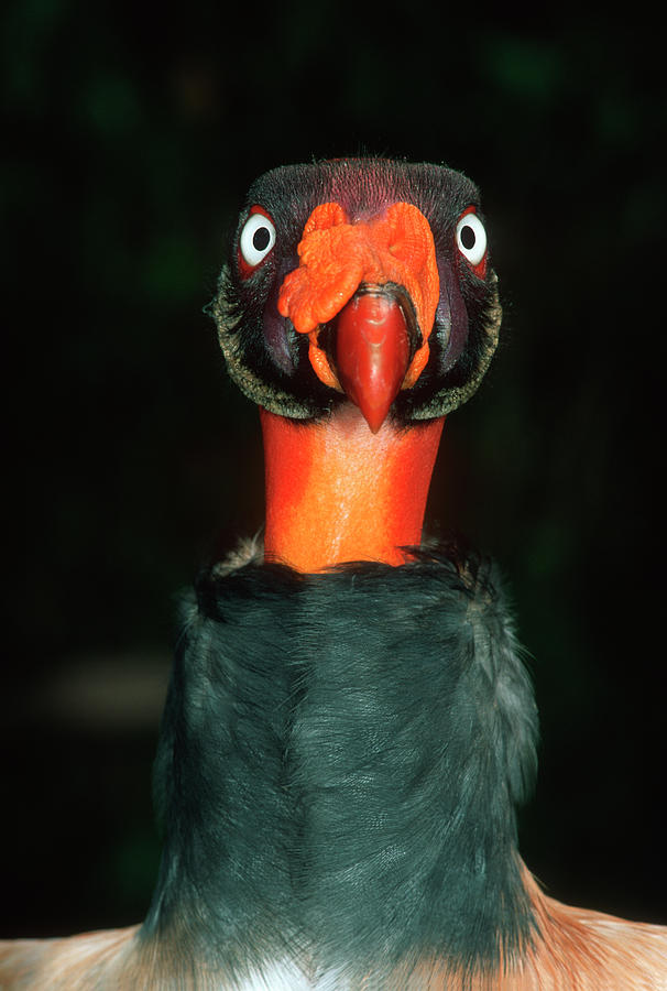 King Vulture Sarcoramphus Papa Central #2 Photograph by Nhpa