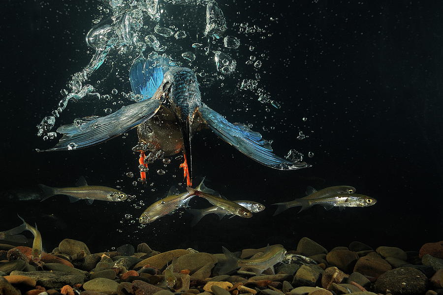 Kingfisher #2 Digital Art by Manfred Delpho