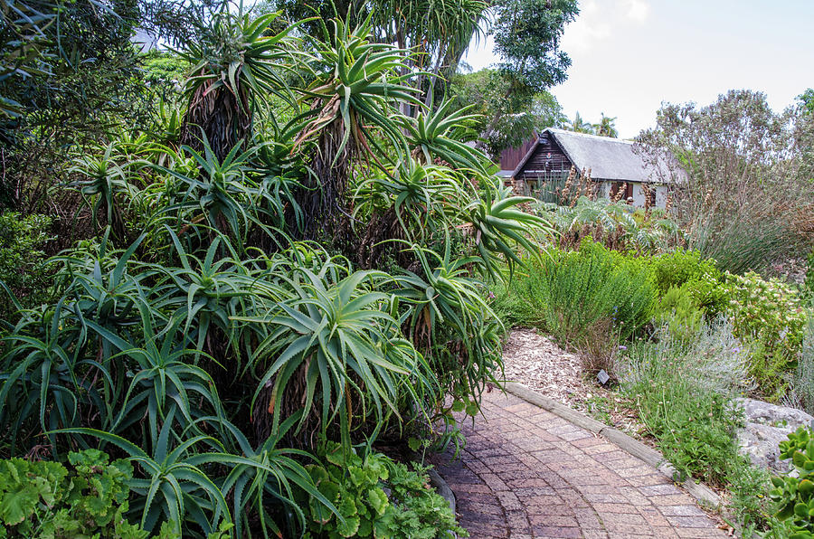 Kirstenbosch National Botanical Garden #2 Photograph by Rob Huntley