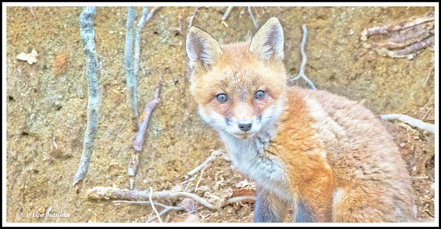 Kit Fox #2 Photograph by A Macarthur Gurmankin