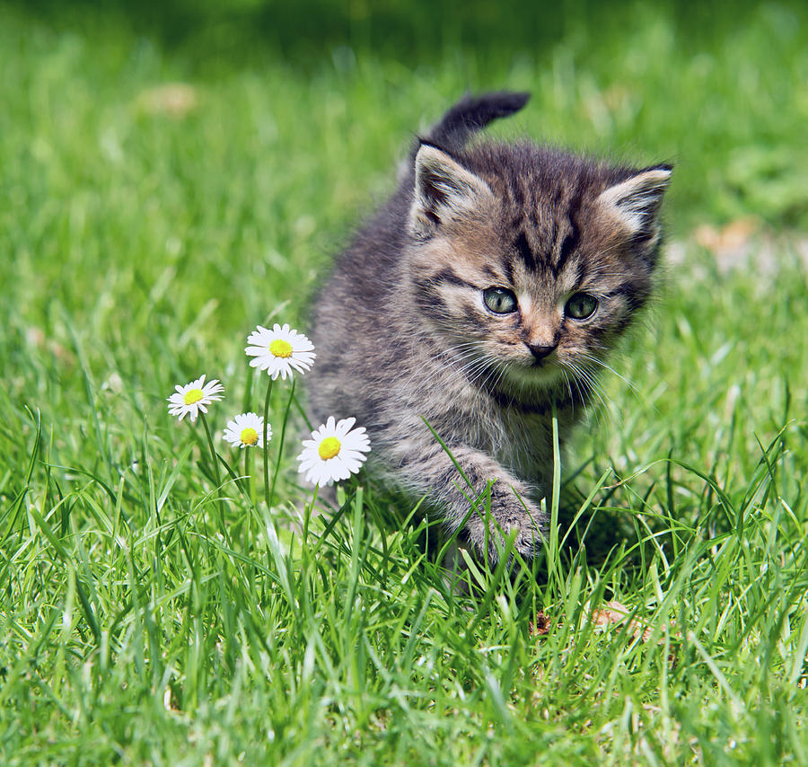 Kitten In The Garden #2 Photograph by Vaclav Mach - Fine Art America