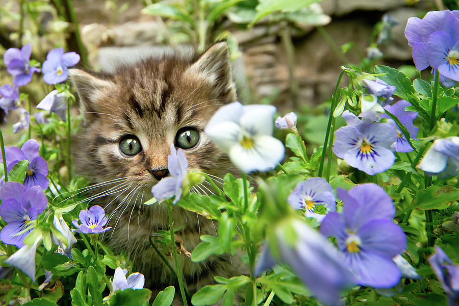 Kitten Photograph by Vaclav Mach - Fine Art America