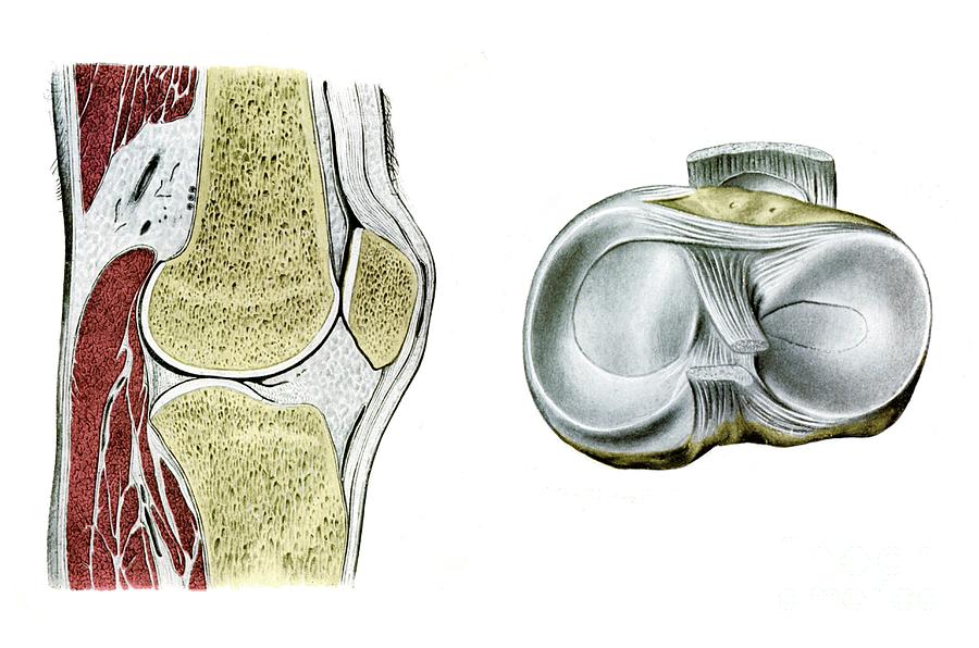 Knee Joint #2 Photograph by Microscape/science Photo Library