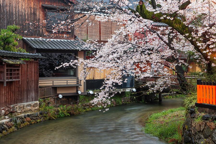 Spring Photograph - Kyoto, Japan Along Shirakawa Dori #2 by Sean Pavone