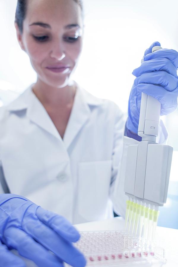 Lab Assistant Using Multi Pipette Photograph By Science Photo Library Fine Art America