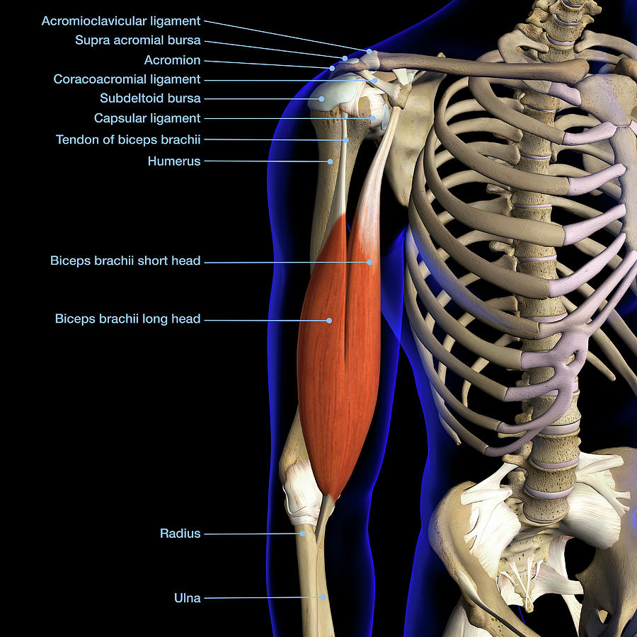 Labeled Anatomy Chart Of Male Biceps By Hank Grebe Sexiz Pix