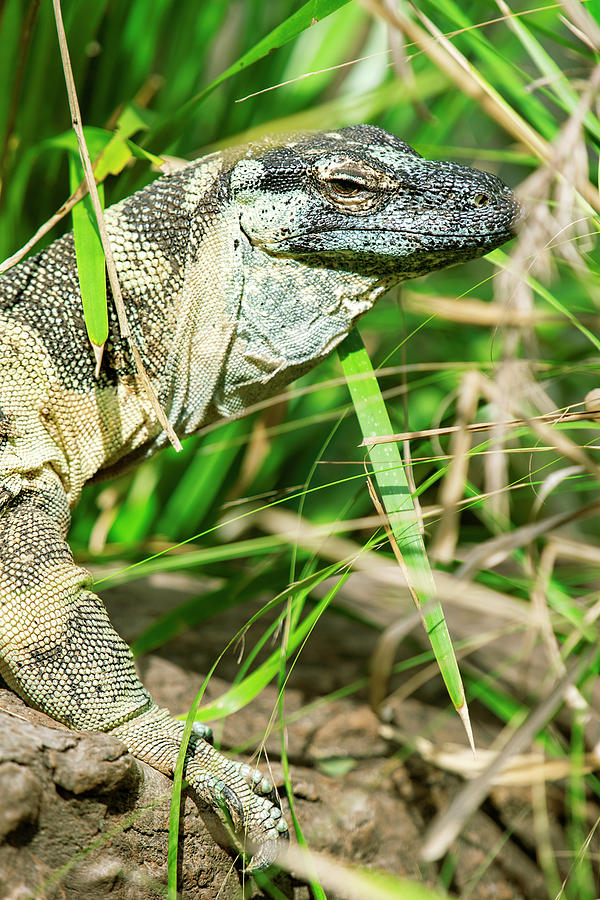 Lace monitor during the day. by Rob D Imagery Lace monitor during the day. by Rob D Imagery