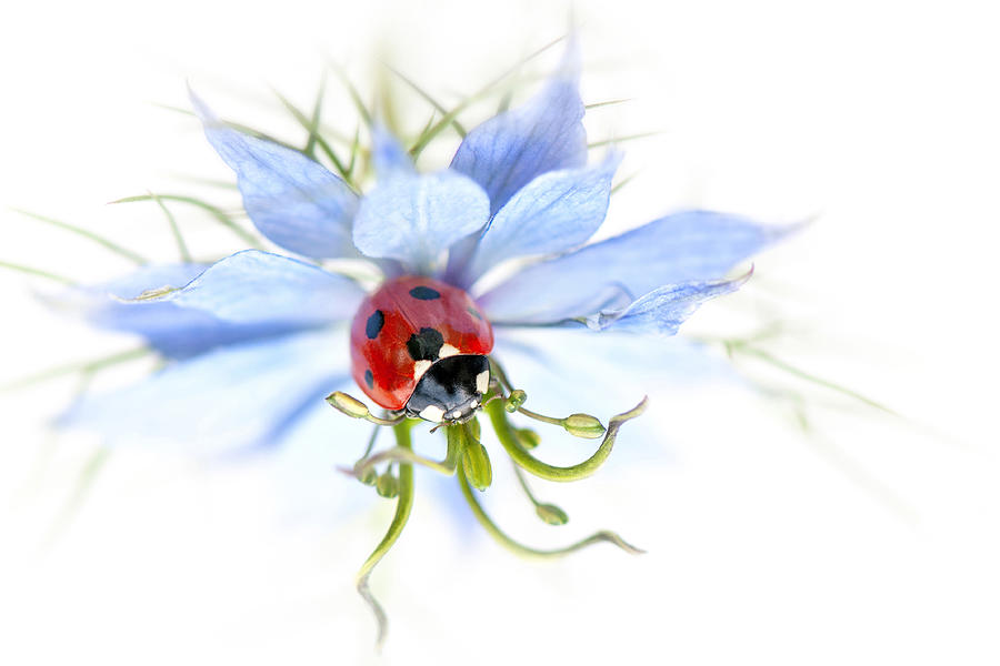 Ladybug Photograph - Lady In Blue #2 by Jacky Parker
