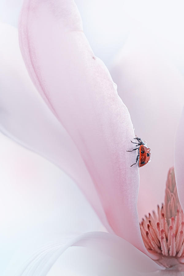 Ladybug #2 Photograph by Summer2016