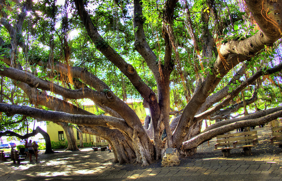 Lahaina Banyon Tree #3 Photograph by Joe  Palermo