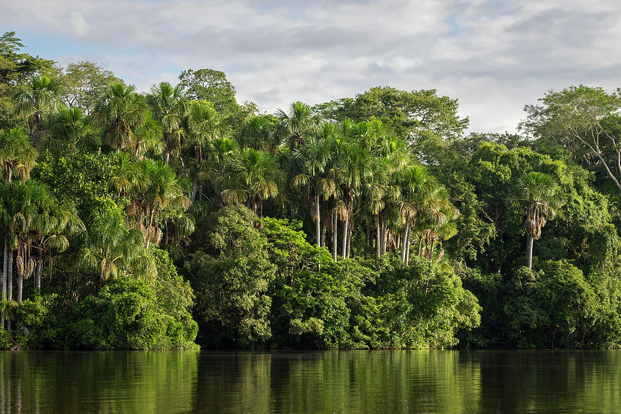 Lake, Tambopata Nat'l Reserve, Peru Digital Art by Jan Miracky - Fine ...