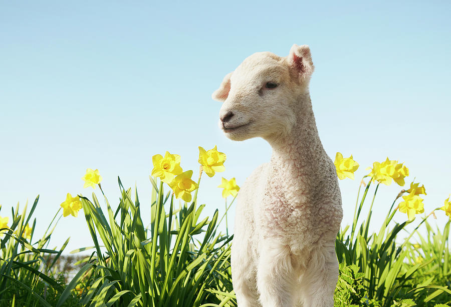 Lamb Walking In Field Of Flowers #2 Photograph by Peter Mason