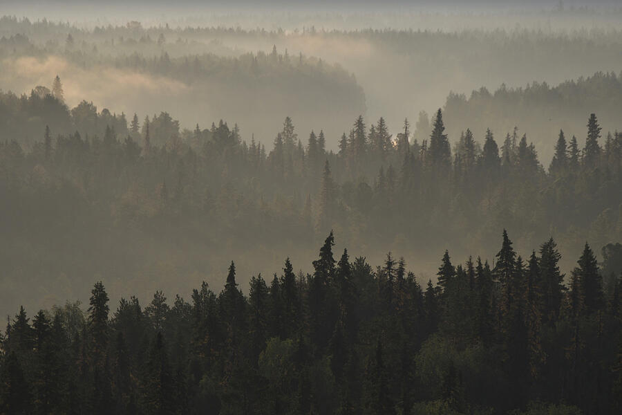 Landscape Of The Virgin Komi Forests Unesco World Heritage #2 Photograph by Igor Shpilenok / Naturepl.com Landscape Of The Virgin Komi Forests Unesco World Heritage #2 Photograph by Igor Shpilenok / Naturepl.com