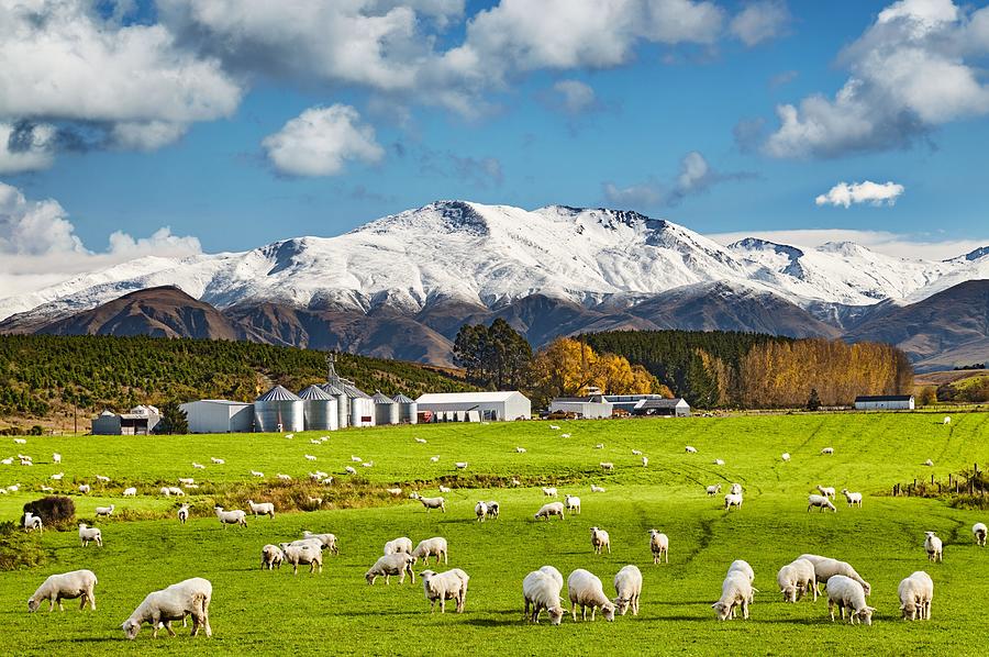 Sheep Photograph - Landscape With Snowy Mountains #2 by DPK-Photo