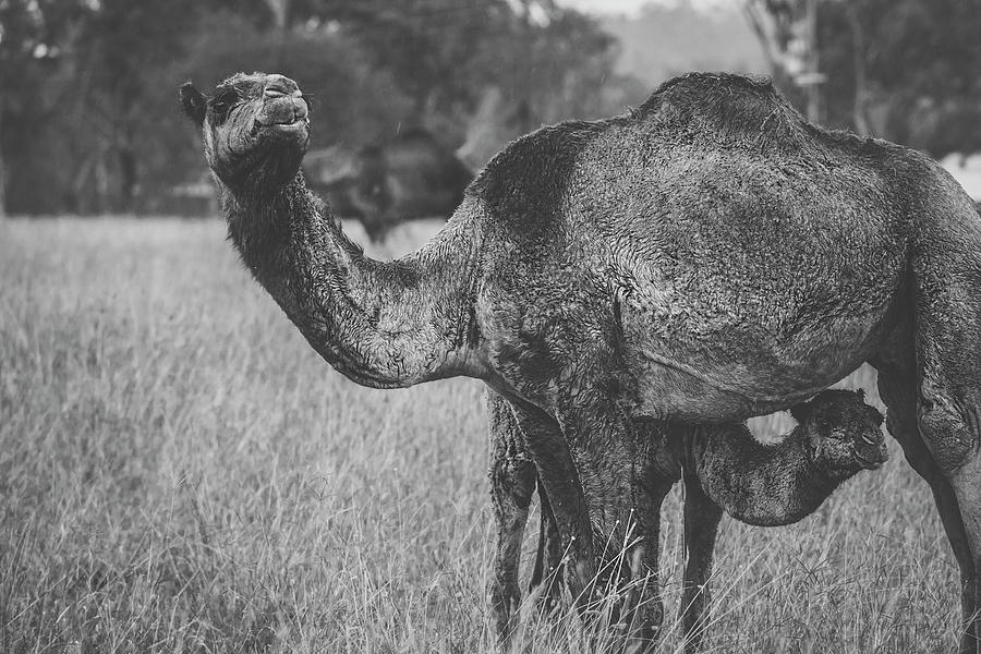 Large beautiful camel by Rob D Imagery Large beautiful camel by Rob D Imagery