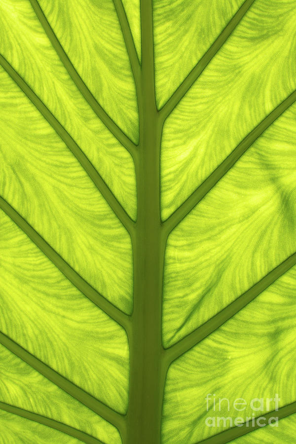 Large Green Leaf With Veins Photograph