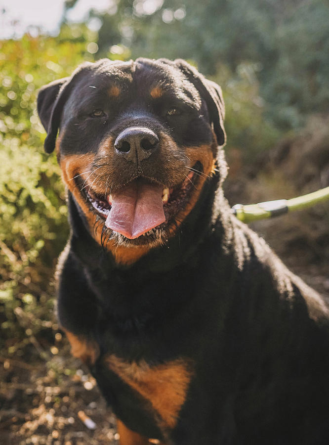 Large Specimen Of American Line Rottweiler Photograph by Cavan Images ...