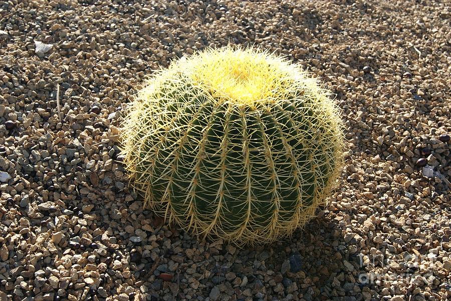 Las Vegas Cactus Photograph by Costa Pi - Fine Art America