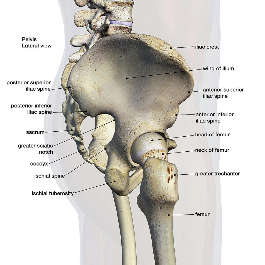 Male Pelvic And Hip Bones Labeled Front View On White 