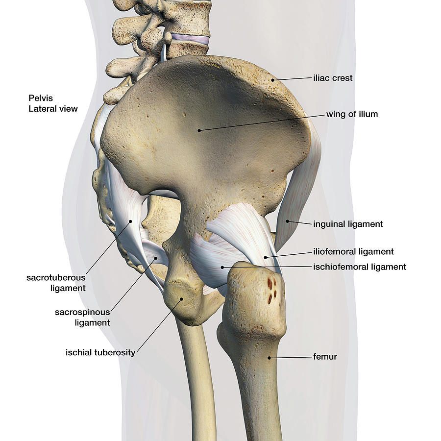 Pelvis Hip anatomy