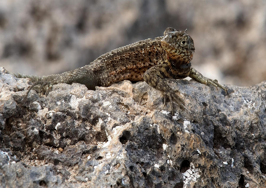 Lava Lizard #2 Photograph by Michael Lustbader