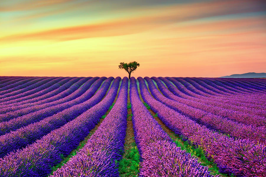 Lavender Flowers and Lonely Tree in Provence Photograph by Stefano Orazzini