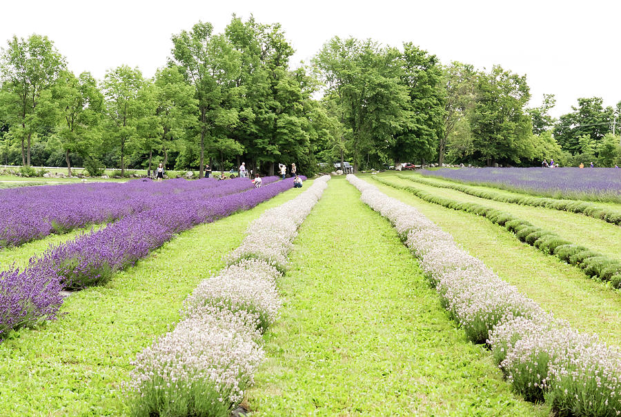 Lavender farm #3 Photograph by Nick Mares