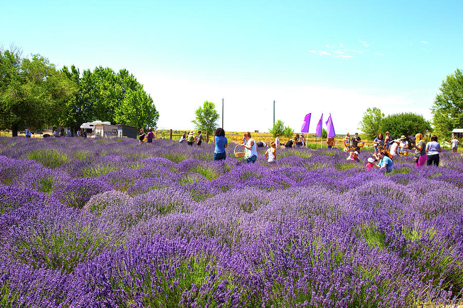 Lavender Field #2 Photograph by Dart Humeston