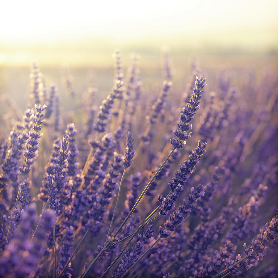 Lavender Field During Sunset #2 Photograph by Pawel.gaul