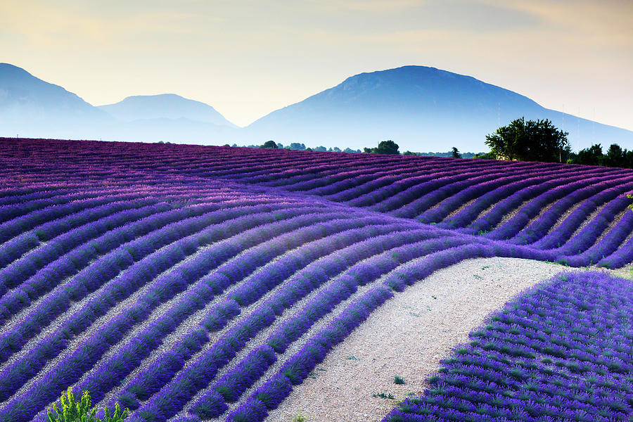Lavender Field In Provence France #2 Digital Art by Maurizio Rellini