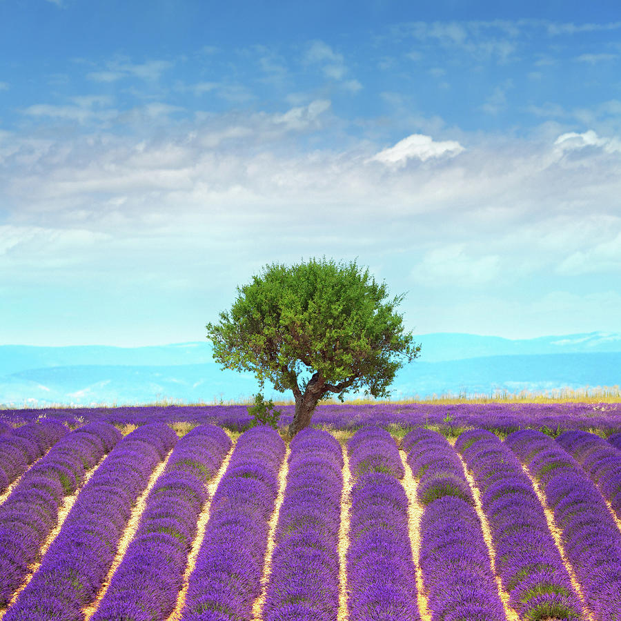 Lavender Fields In Provence #2 Photograph by Mammuth