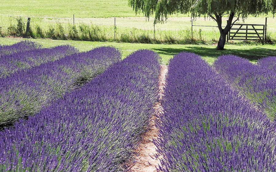Lavender #2 Photograph by Kent Nancollas