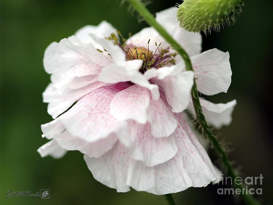 Lavender-Rose Blushed White Poppy from the Angels Choir Mix #3 Photograph by J McCombie