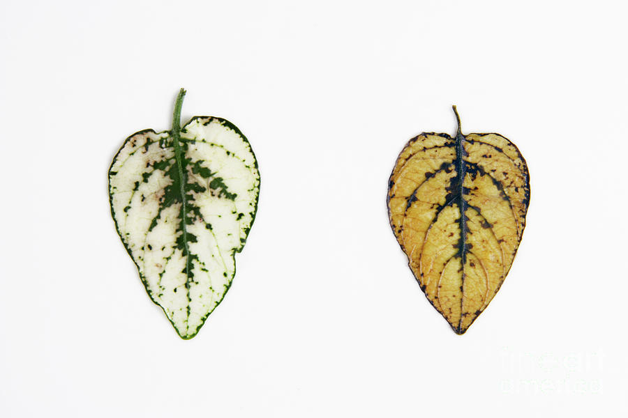 Leaf Starch Test #2 Photograph by Cordelia Molloy/science Photo Library