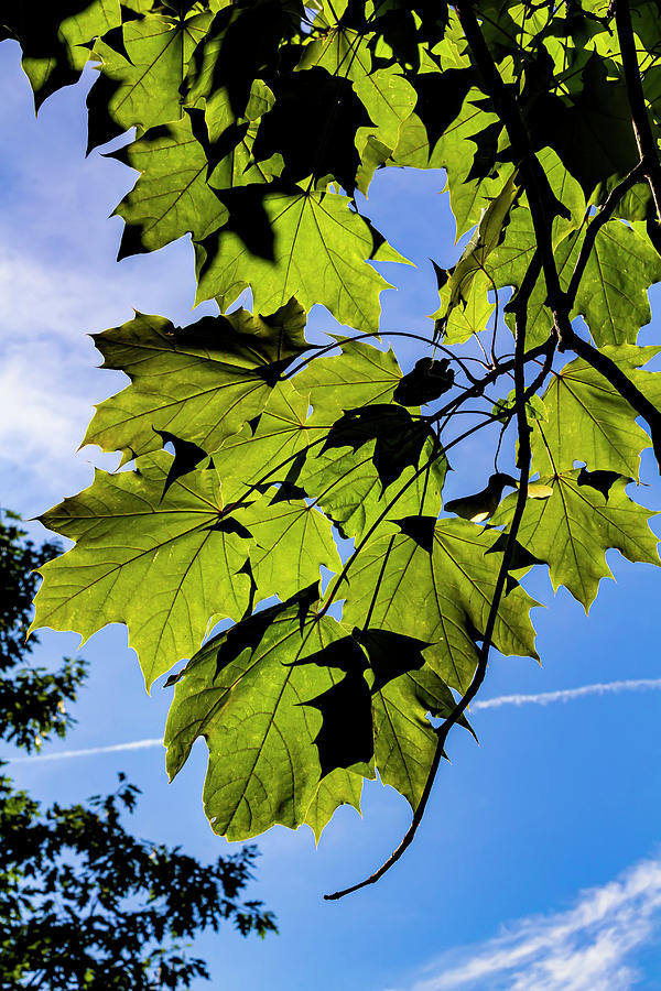 Leaves Sky and Clouds #2 Photograph by Robert Ullmann