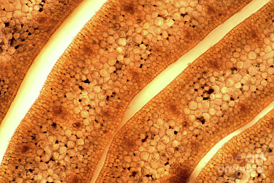 Leek Leaves #2 Photograph by Marek Mis/science Photo Library