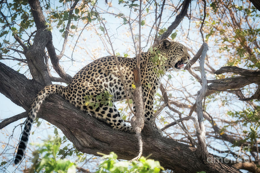 Leopard In Tree   Photograph by Timothy Hacker