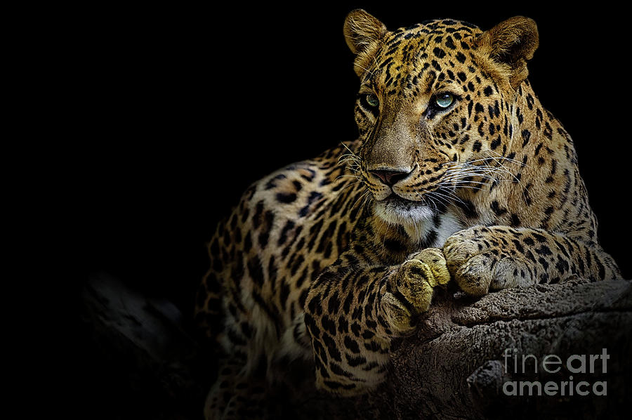 Leopard Photograph by Somak Pal