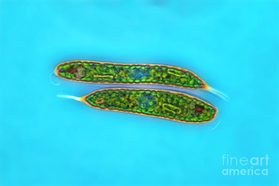 Lepocinclis Protist #2 Photograph by Frank Fox/science Photo Library