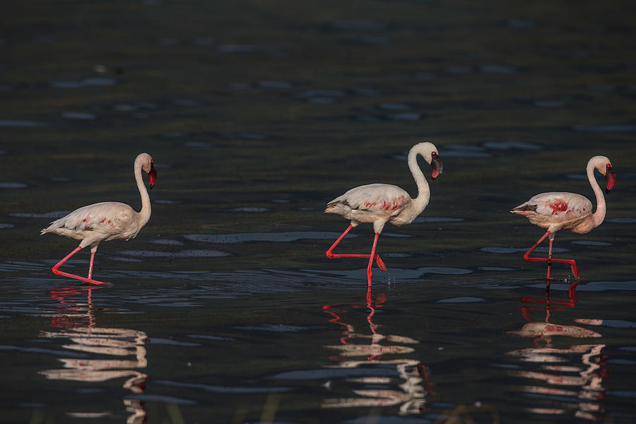 Lesser Flamingos Photograph by Manoj Shah