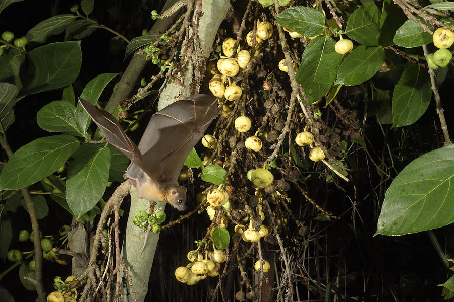 Lesser Short-nosed Fruit Bat, Malaysia #2 Photograph by W.k. Fletcher