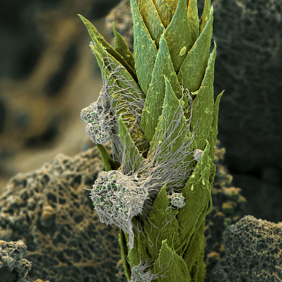 Lichen #2 Photograph by Meckes/ottawa