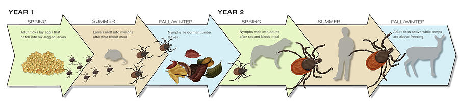 Life Stages Of The Black-legged Tick #2 Photograph by Monica Schroeder