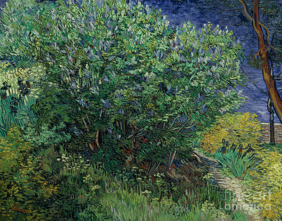 Lilac Bush 1889 Painting By Vincent Van Gogh Pixels